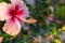 Ã Â¹â€¡Hibiscus flower pollen with greenâ€â€¹ blurâ€â€¹ background.Pollen of hibiscus .